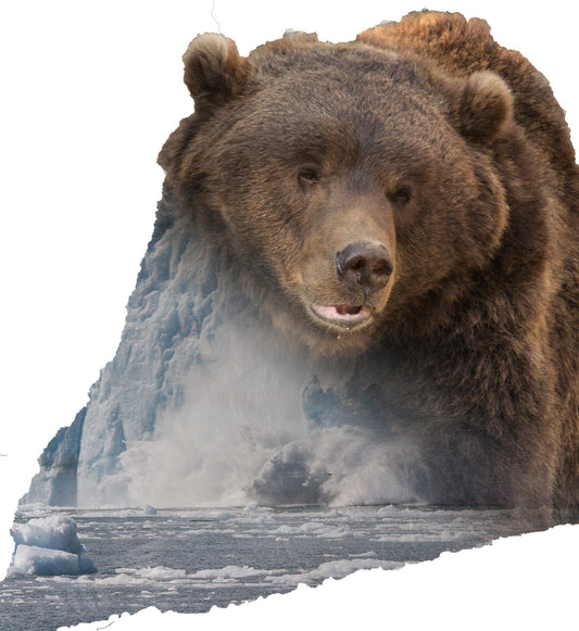 Brown bear on a white background