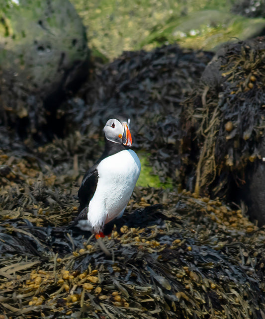 Atlantic Puffin Among Coastal Rocks