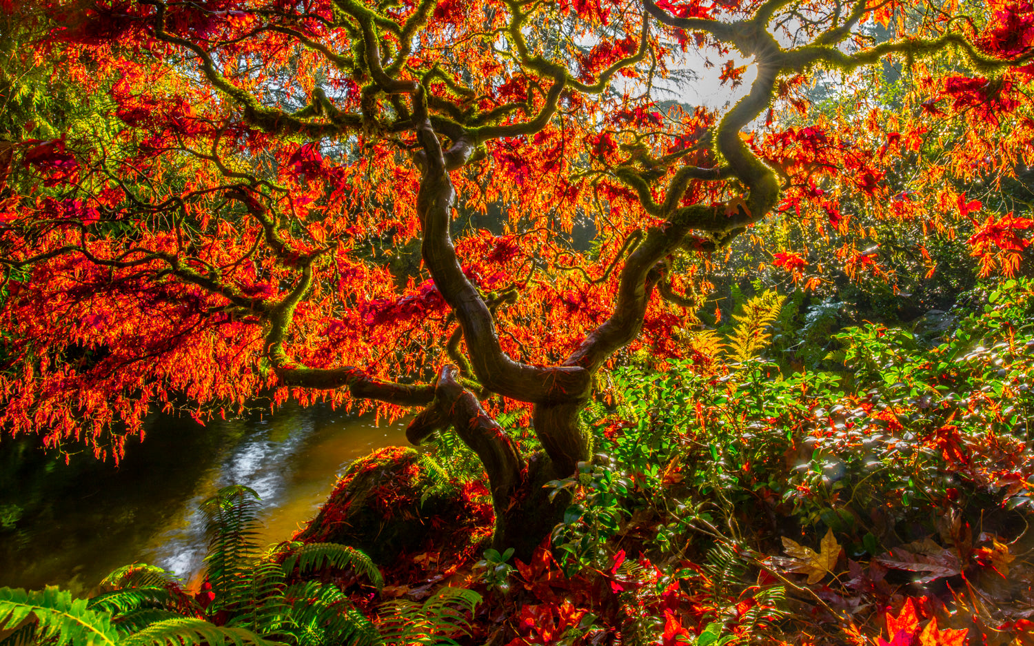 Autumn Maple Over Stream