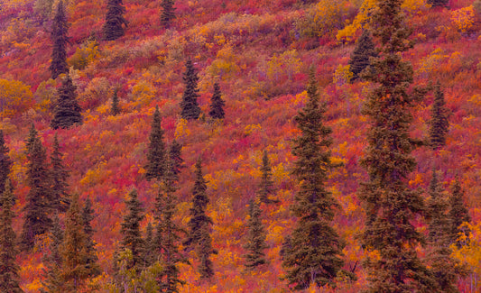 Autumn Mountain Slope with Evergreens