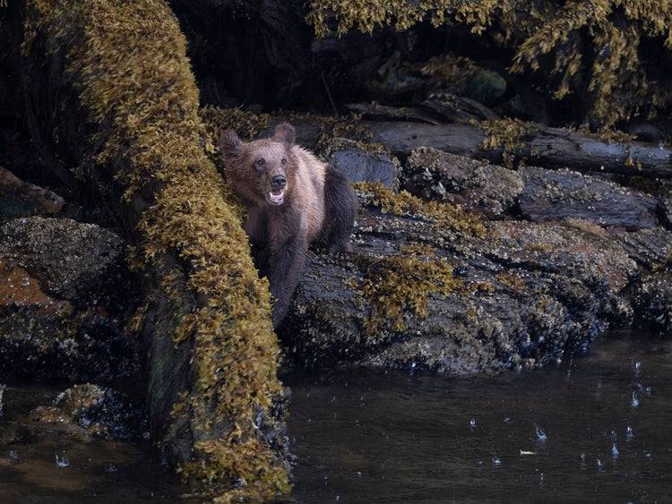 Coast Bear 2