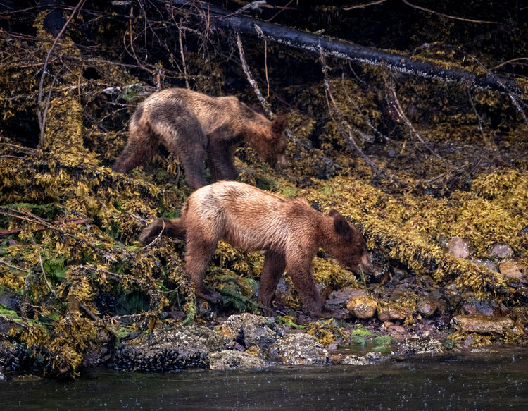 Coastal Bear Cubs 2