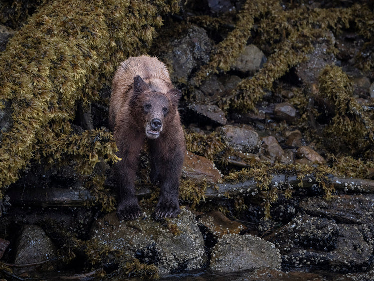 coastal bear 1