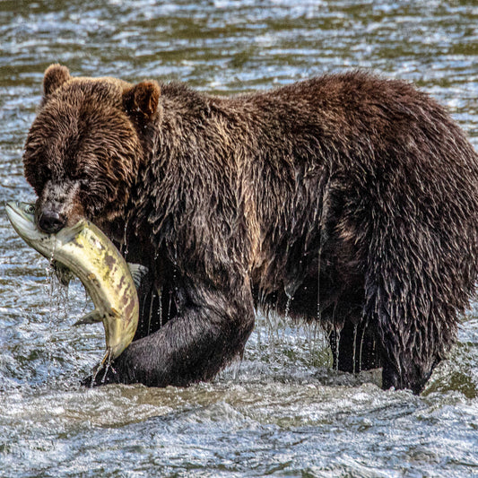 Bear And Fish