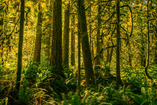 Backlit Trees