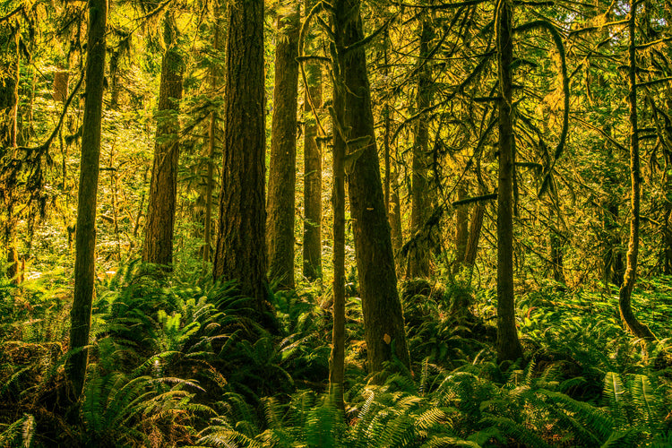 Backlit Trees