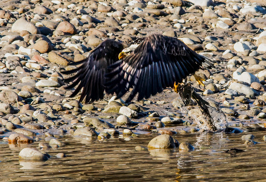 Bald Eagle Catching Fish in Mid-Flight
