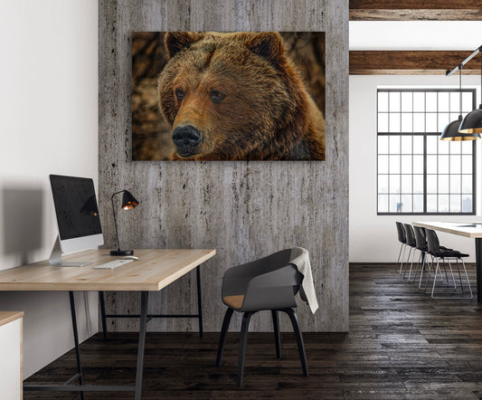 Bear Close Up