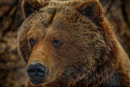 Bear Close Up