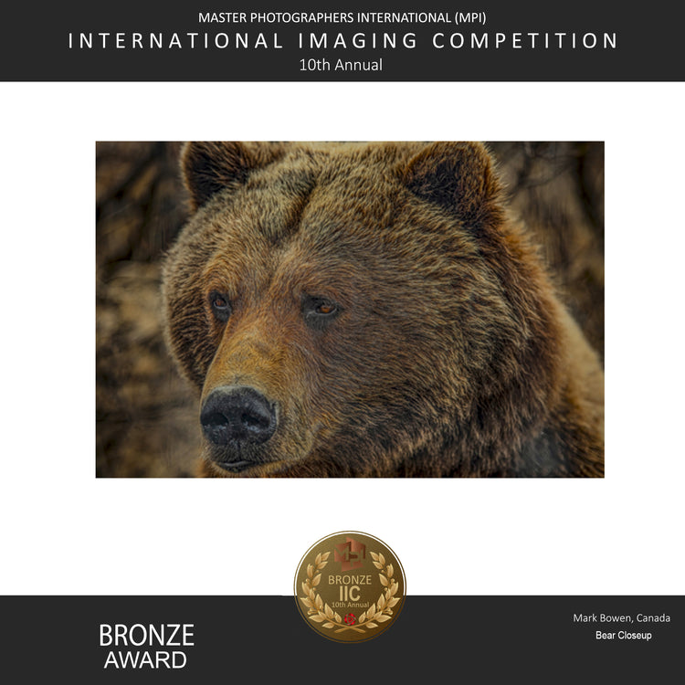 Award Bear Close Up