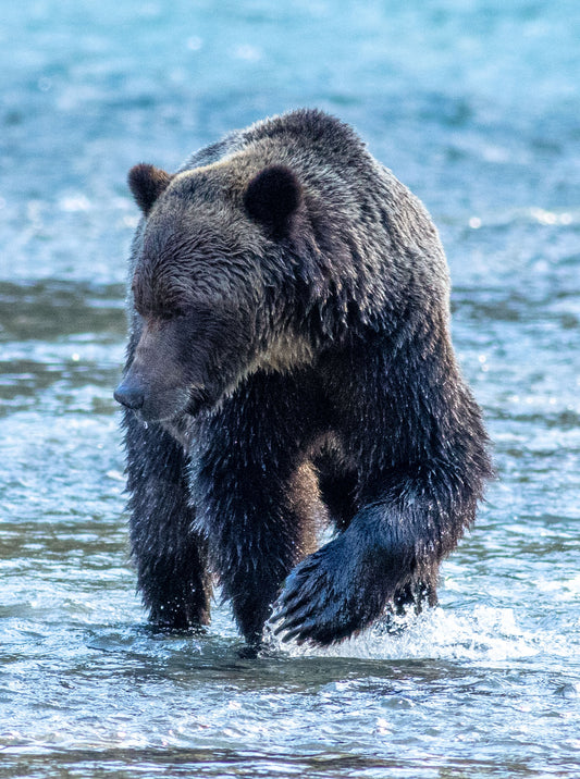 Bear On The Move