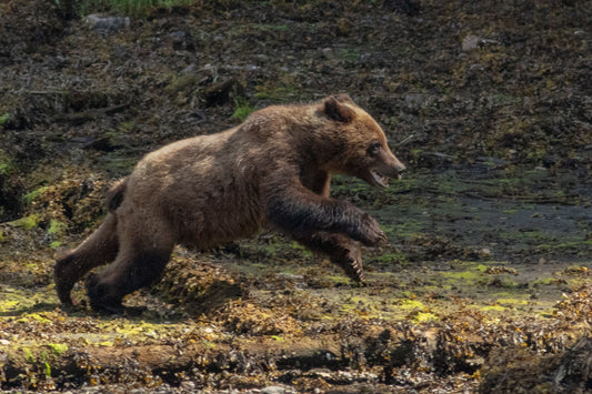 Bear On The Run