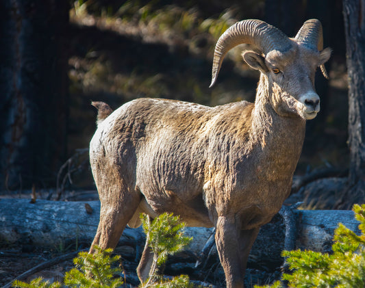 Bighorn Sheep in Sunlit Forest Clearing