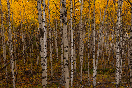 Birch Forest Autumn Wall Art Photography Print