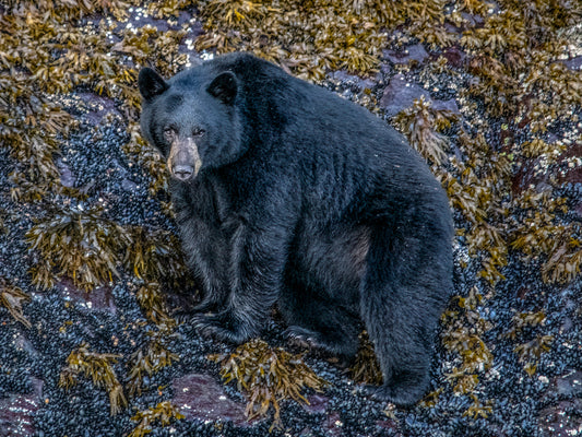 Black Bear Among Coastal Rocks and Seaweed