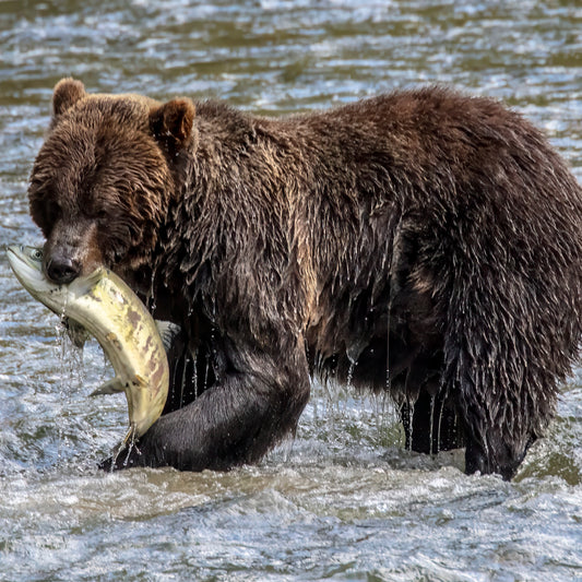 Brown Bear Catching Salmon in River