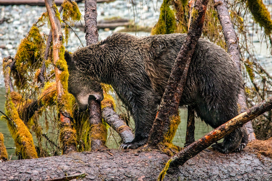 Brown Bear Exploring Fallen Trees by the River