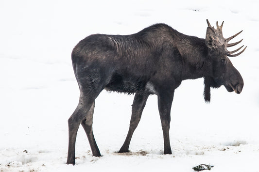 Bull Moose Standing in Snowy Landscape