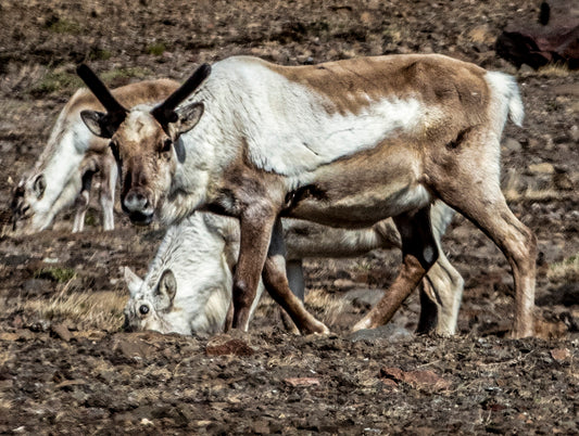 Caribou with Calf in Tundra Landscape