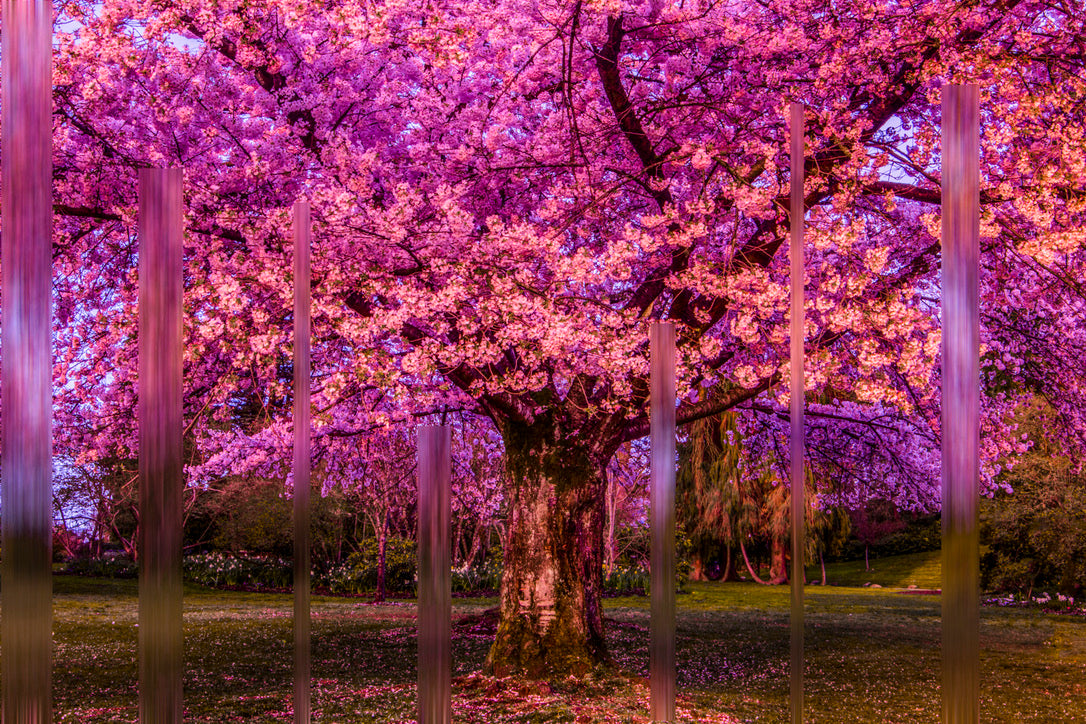Cherry Tree At Night
