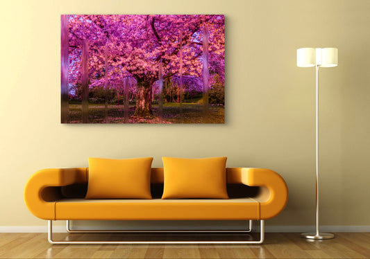 Cherry Tree At Night