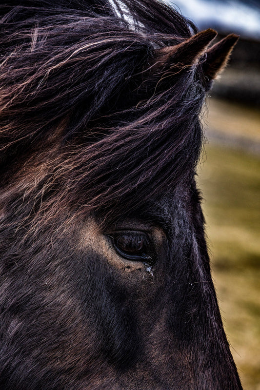 Close Up of Icelandic Horse Eye and Mane