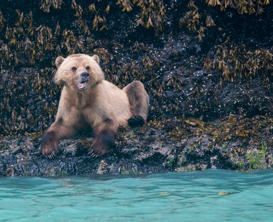 Coastal Brown Bear Relaxing by the Shore