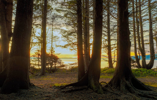 Coastal Forest Sunset View