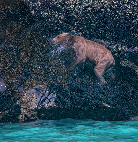 Coastal Grizzly Among the Rocks