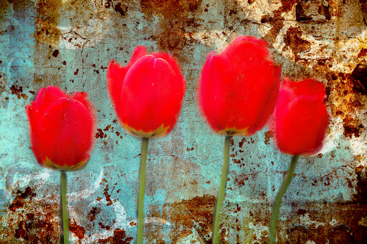 Crimson Chorus – Tulips on Rusted Sky