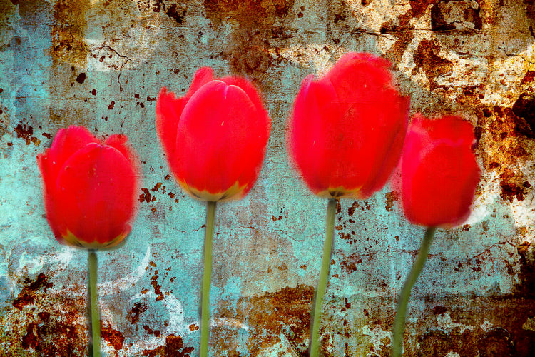 Crimson Chorus – Tulips on Rusted Sky