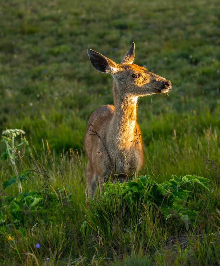 Deer in Golden Light Among Meadow Grasses