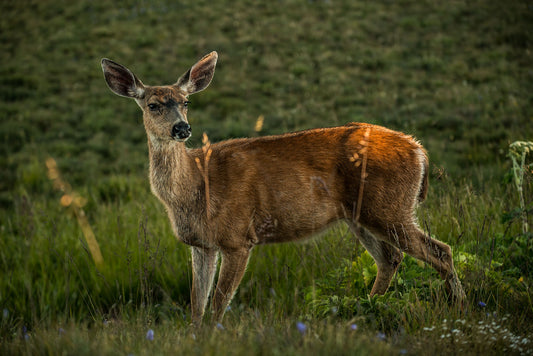 Deer In The Headlights