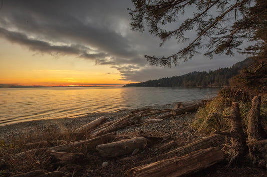 Driftwood Silence