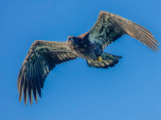 Eagle Soaring Against Clear Blue Sky