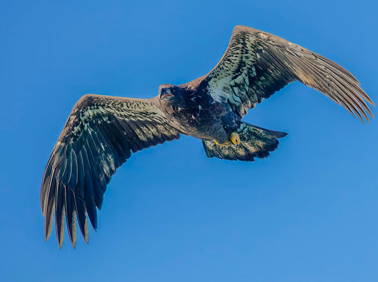 Eagle Soaring Against Clear Blue Sky