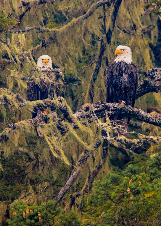 Eagles Perched Among Mossy Branches