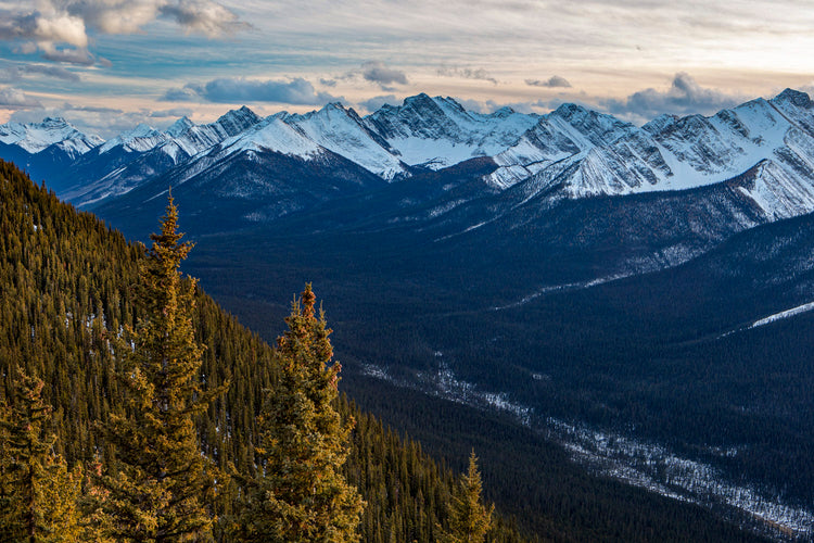 Endless Pines Beneath Snowy Peaks
