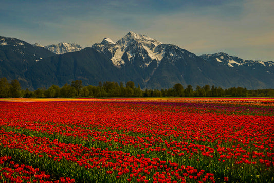 Field of Red Tulips with Majestic Mountain Backdrop