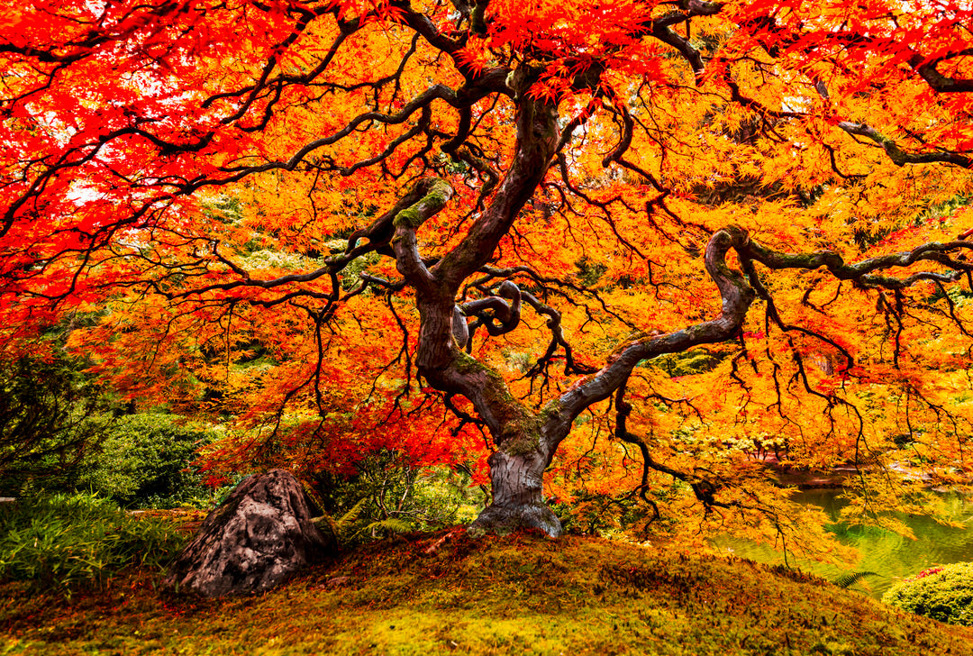 Autumn Tree