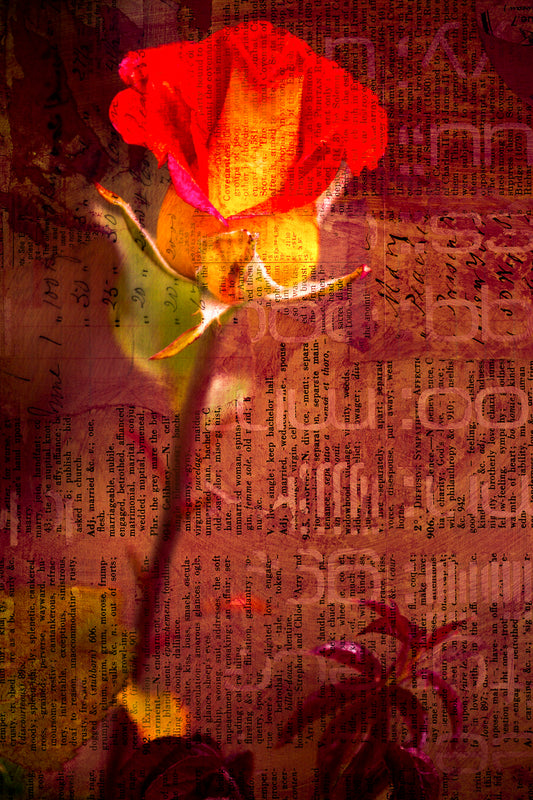 Flame Petal – Rose Over Script