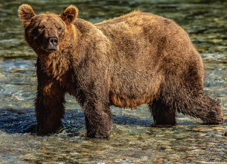 Fluffy Bear