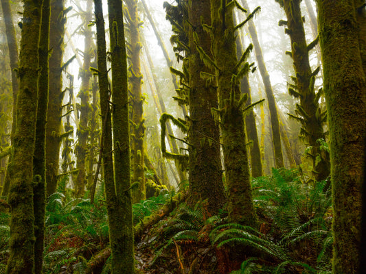 Foggy Trees 9