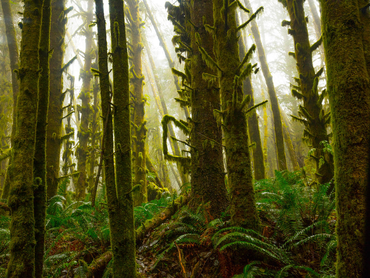 Foggy Trees 9