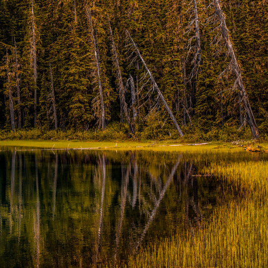 Sunset Reflection on Serene Forest Lake