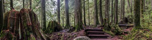 Forest Trail Among Mossy Redwoods