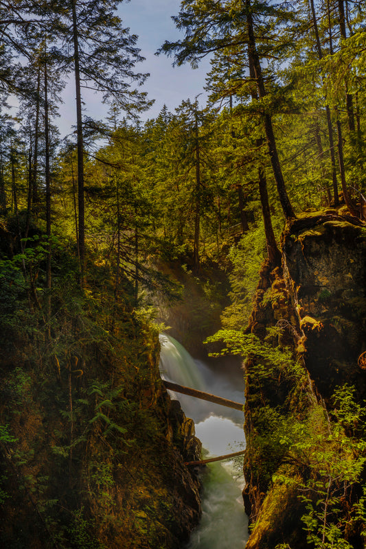 Forest Veins