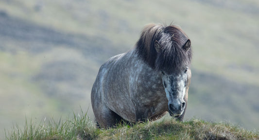 Gazing And Grazing Horse