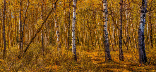 Golden Autumn Birch Forest Wall Art Print