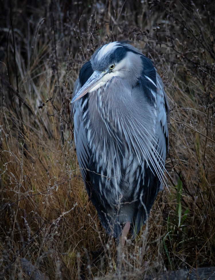 Great Blue Heron in Tall Grass